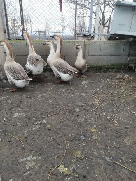  - A2 Gaste africane 2020