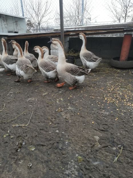  - A2 Gaste africane 2020