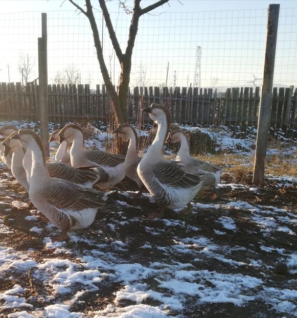  - A2 Gaste africane 2020