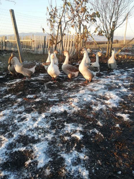  - A2 Gaste africane 2020