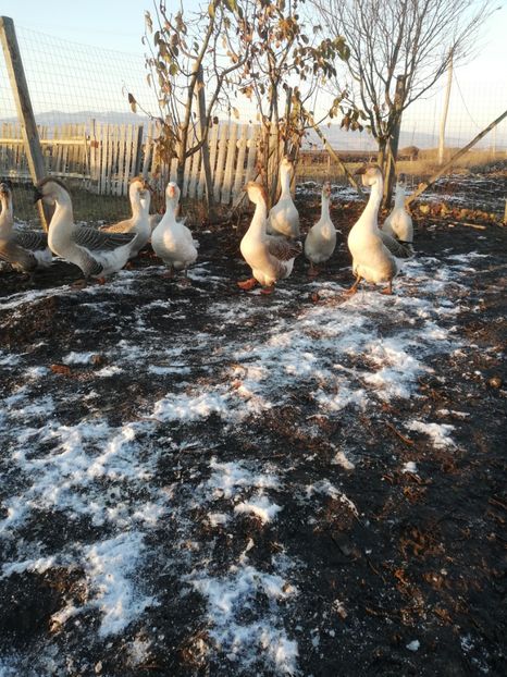  - A2 Gaste africane 2020