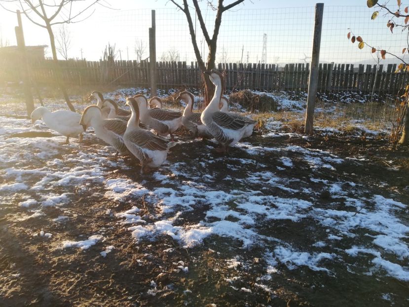  - A2 Gaste africane 2020