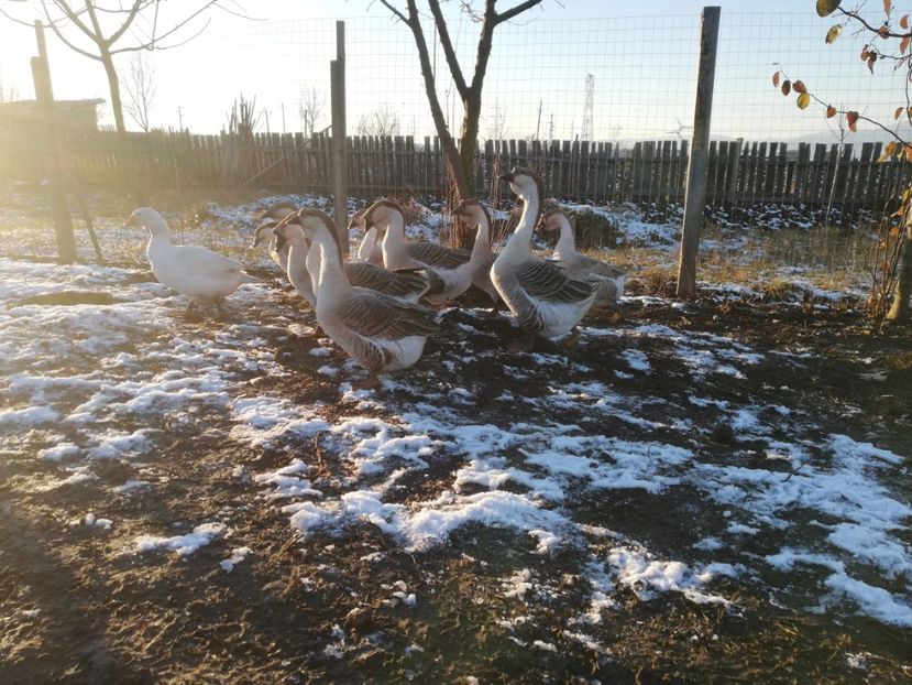  - A2 Gaste africane 2020