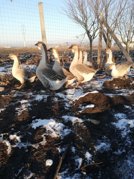  - A2 Gaste africane 2020