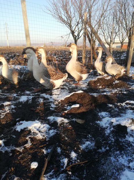  - A2 Gaste africane 2020