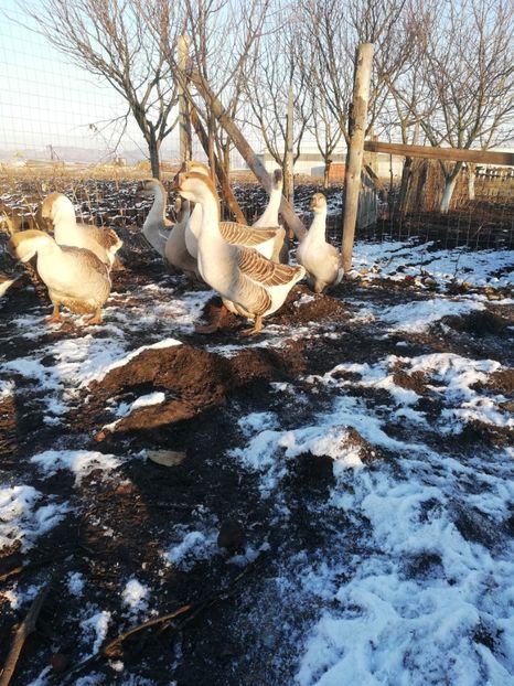  - A2 Gaste africane 2020