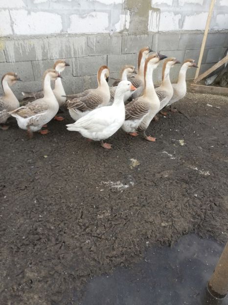  - A2 Gaste africane 2020