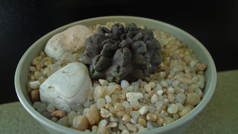 Eriosyce (Neoporteria) occulta - Cactusi 2019 final - catalogare 1