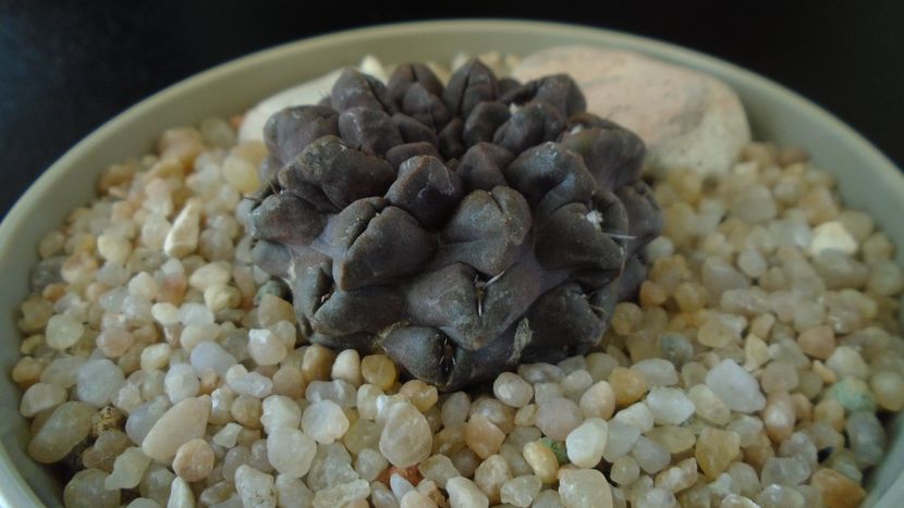 Eriosyce (Neoporteria) occulta - Cactusi 2019 final - catalogare 1