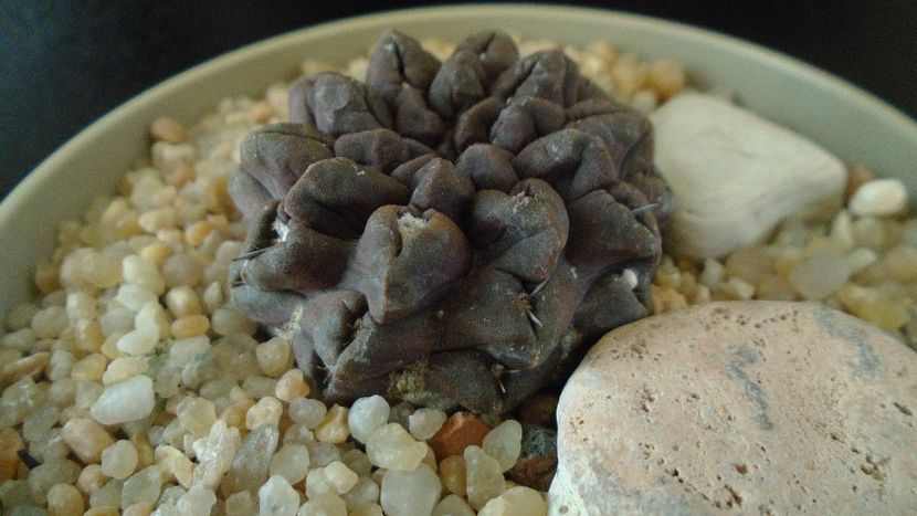 Eriosyce (Neoporteria) occulta - Cactusi 2019 final - catalogare 1