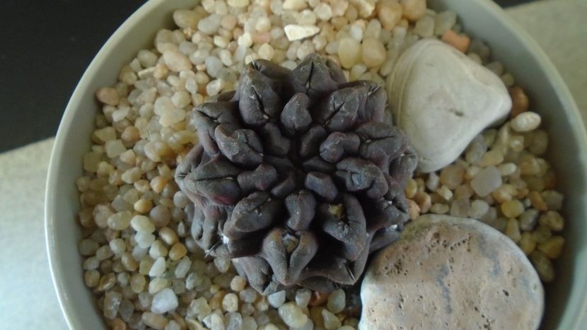 Eriosyce (Neoporteria) occulta - Cactusi 2019 final - catalogare 1