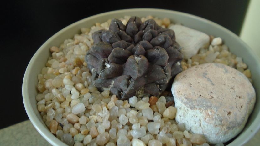Eriosyce (Neoporteria) occulta - Cactusi 2019 final - catalogare 1