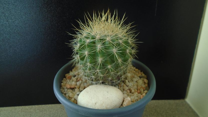 Eriosyce (Neoporteria) subgibbosa - Cactusi 2019 final - catalogare 1