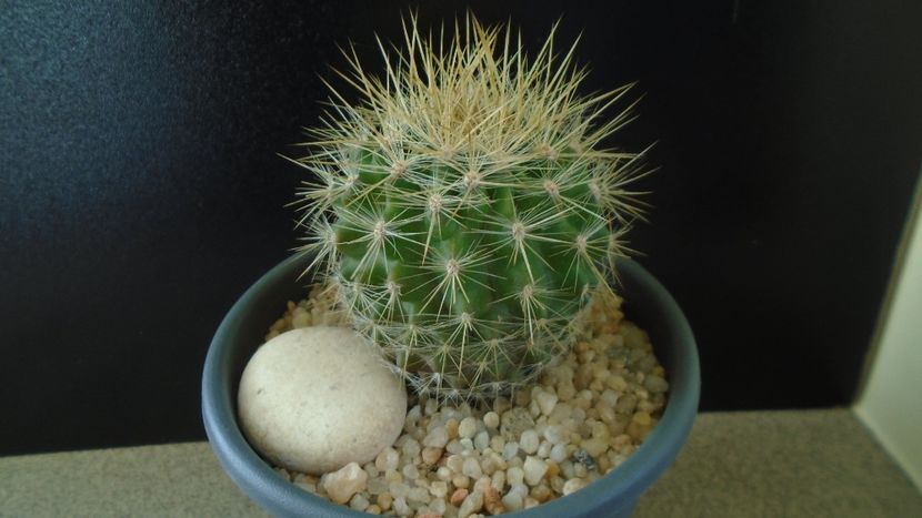 Eriosyce (Neoporteria) subgibbosa - Cactusi 2019 final - catalogare 1