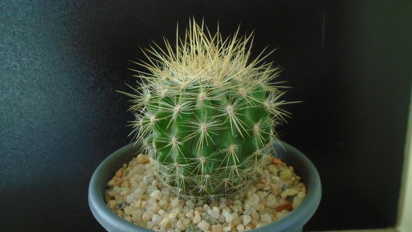 Eriosyce (Neoporteria) subgibbosa - Cactusi 2019 final - catalogare 1