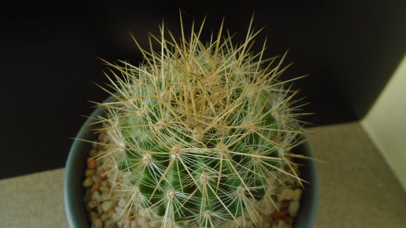 Eriosyce (Neoporteria) subgibbosa - Cactusi 2019 final - catalogare 1