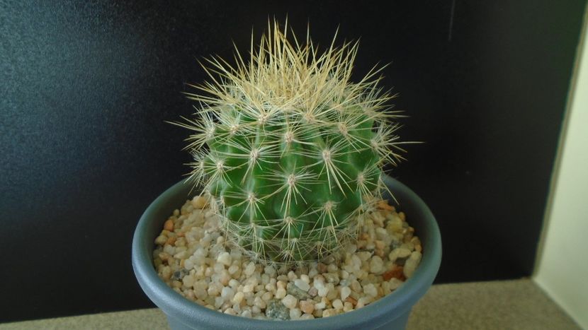 Eriosyce (Neoporteria) subgibbosa - Cactusi 2019 final - catalogare 1