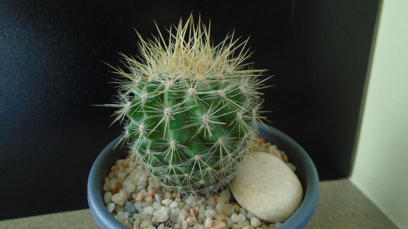 Eriosyce (Neoporteria) subgibbosa - Cactusi 2019 final - catalogare 1