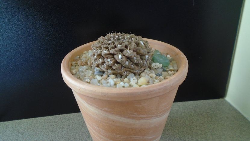 Eriosyce (Thelocephala) odieri - Cactusi 2019 final - catalogare 1