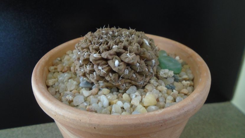 Eriosyce (Thelocephala) odieri - Cactusi 2019 final - catalogare 1