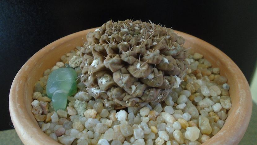 Eriosyce (Thelocephala) odieri - Cactusi 2019 final - catalogare 1