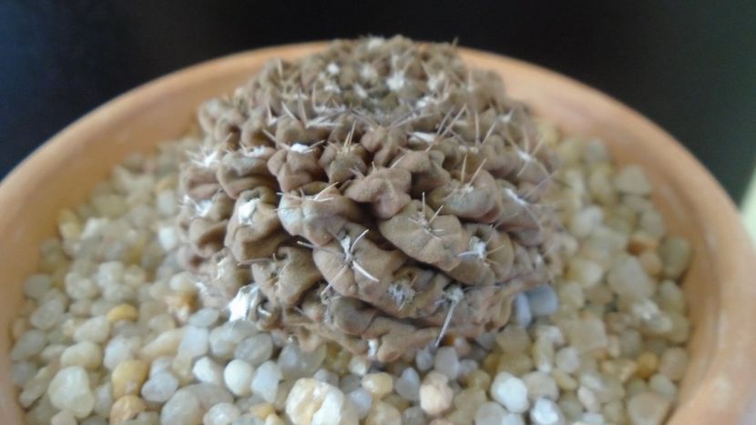 Eriosyce (Thelocephala) odieri - Cactusi 2019 final - catalogare 1