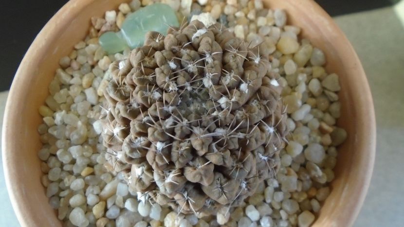 Eriosyce (Thelocephala) odieri - Cactusi 2019 final - catalogare 1