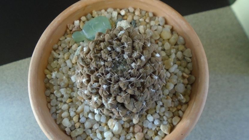 Eriosyce (Thelocephala) odieri - Cactusi 2019 final - catalogare 1