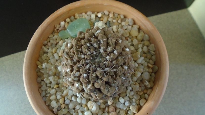 Eriosyce (Thelocephala) odieri - Cactusi 2019 final - catalogare 1