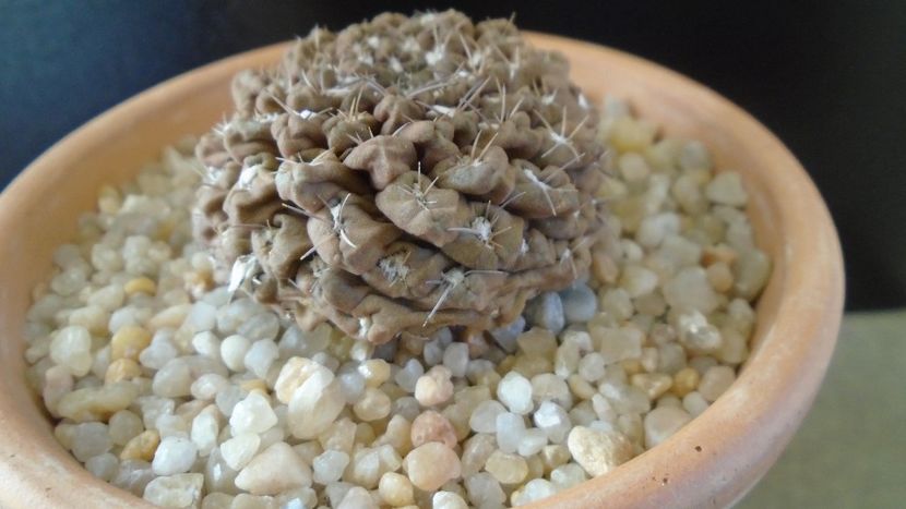 Eriosyce (Thelocephala) odieri - Cactusi 2019 final - catalogare 1