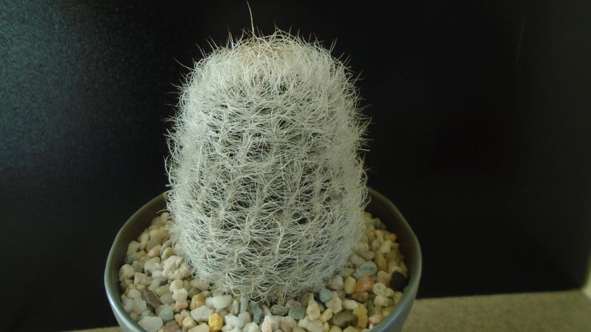 Eriosyce senilis (Neoporteria nidus) - Cactusi 2019 final - catalogare 1