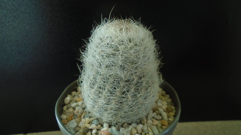 Eriosyce senilis (Neoporteria nidus) - Cactusi 2019 final - catalogare 1