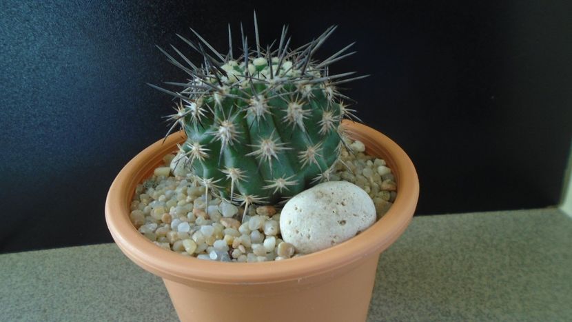 Eriosyce (Neoporteria, Islaya) islayensis - Cactusi 2019 final - catalogare 1