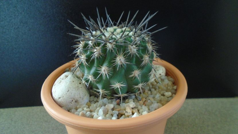 Eriosyce (Neoporteria, Islaya) islayensis - Cactusi 2019 final - catalogare 1