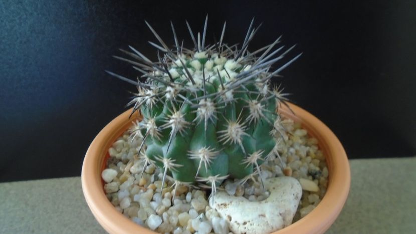 Eriosyce (Neoporteria, Islaya) islayensis - Cactusi 2019 final - catalogare 1