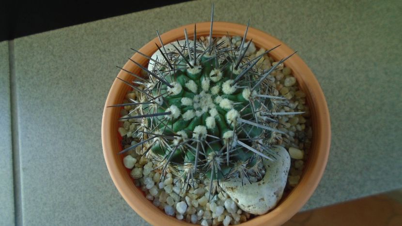 Eriosyce (Neoporteria, Islaya) islayensis - Cactusi 2019 final - catalogare 1