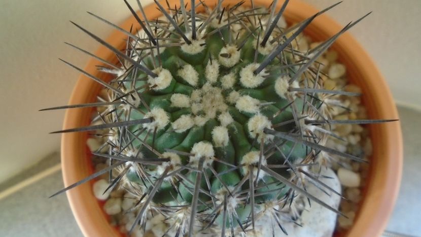 Eriosyce (Neoporteria, Islaya) islayensis - Cactusi 2019 final - catalogare 1