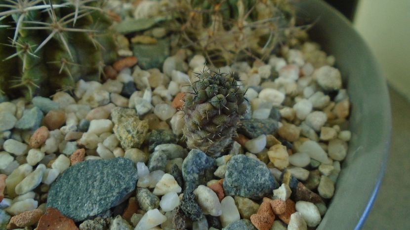 Eriosyce heinrichiana (Neoporteria dimorpha) - Cactusi 2019 final - catalogare 1