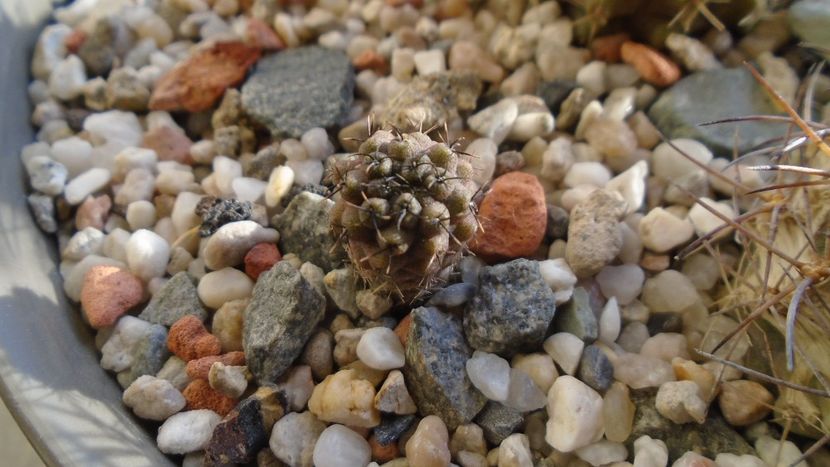 Eriosyce heinrichiana (Neoporteria dimorpha) - Cactusi 2019 final - catalogare 1