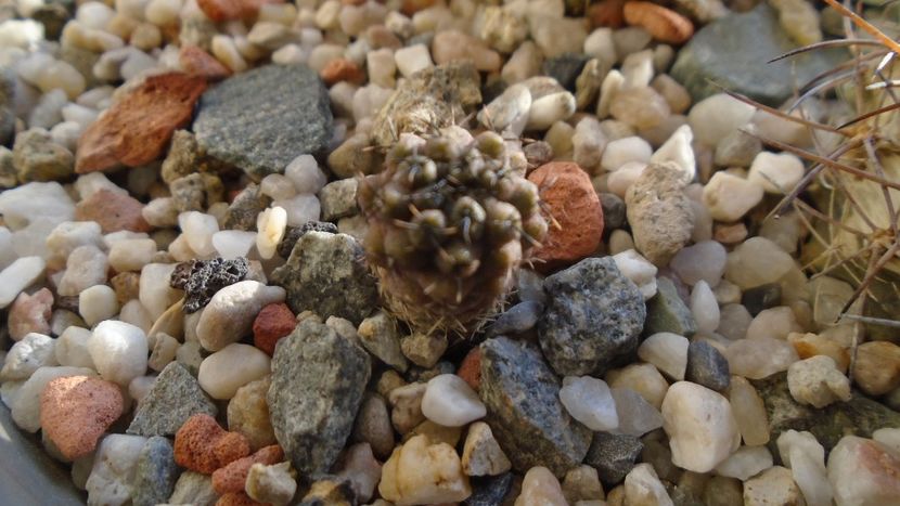 Eriosyce heinrichiana (Neoporteria dimorpha) - Cactusi 2019 final - catalogare 1