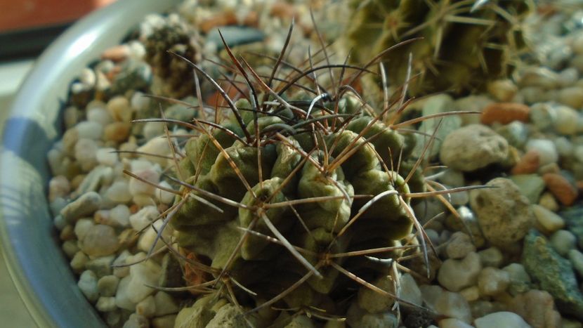 Eriosyce taltalensis ssp. paucicostata f. viridis (Neoporteria) - Cactusi 2019 final - catalogare 1