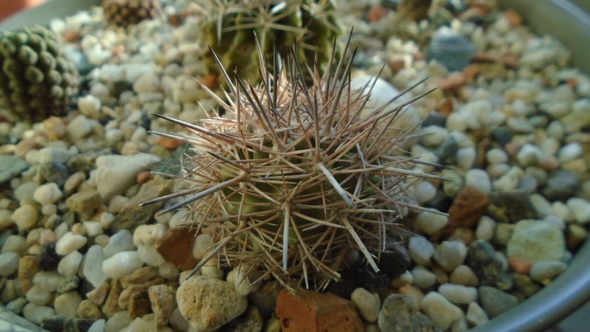 Eriosyce (Neoporteria) subgibbosa - Cactusi 2019 final - catalogare 1