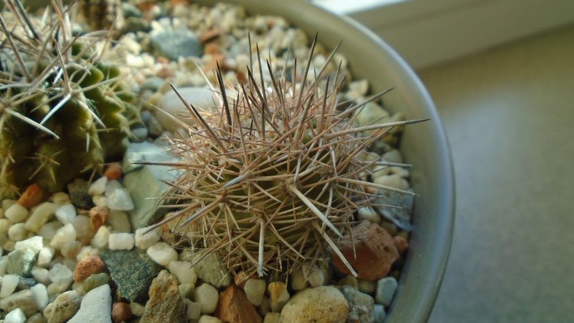 Eriosyce (Neoporteria) subgibbosa - Cactusi 2019 final - catalogare 1