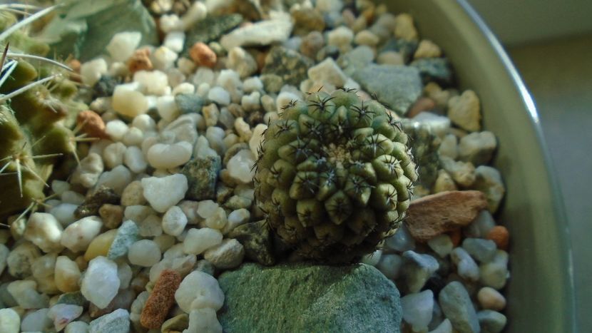 Eriosyce (Thelocephala) napina - Cactusi 2019 final - catalogare 1