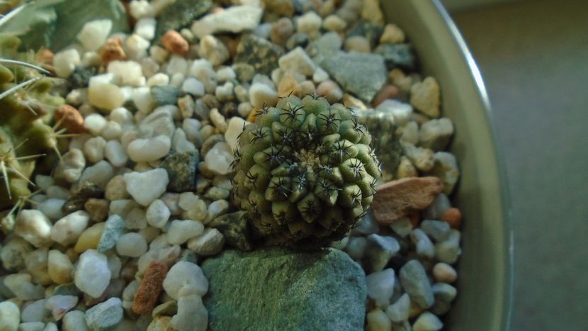 Eriosyce (Thelocephala) napina - Cactusi 2019 final - catalogare 1