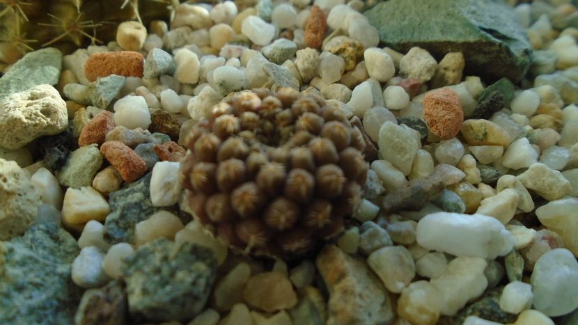 Eriosyce (Thelocephala) odieri - Cactusi 2019 final - catalogare 1