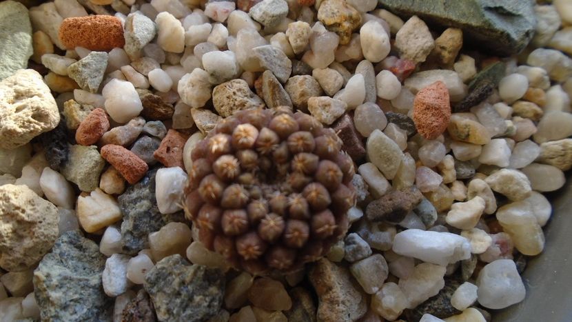 Eriosyce (Thelocephala) odieri - Cactusi 2019 final - catalogare 1
