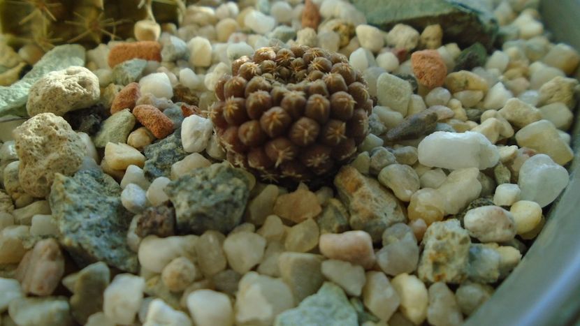 Eriosyce (Thelocephala) odieri - Cactusi 2019 final - catalogare 1