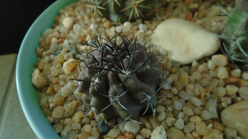 Eriosyce (Neoporteria) crispa v. huascensis - Cactusi 2019 final - catalogare 1