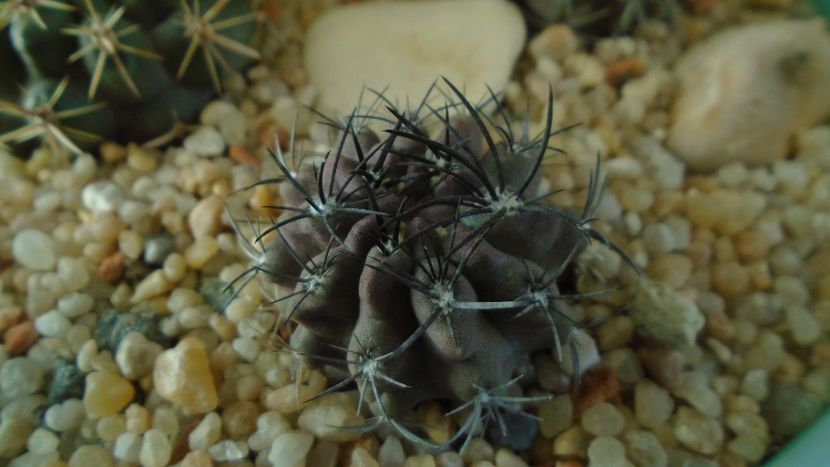 Eriosyce (Neoporteria) crispa v. huascensis - Cactusi 2019 final - catalogare 1